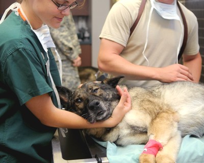 Asistencia a la Atención Clínica en Centros Veterinarios AGA488_3