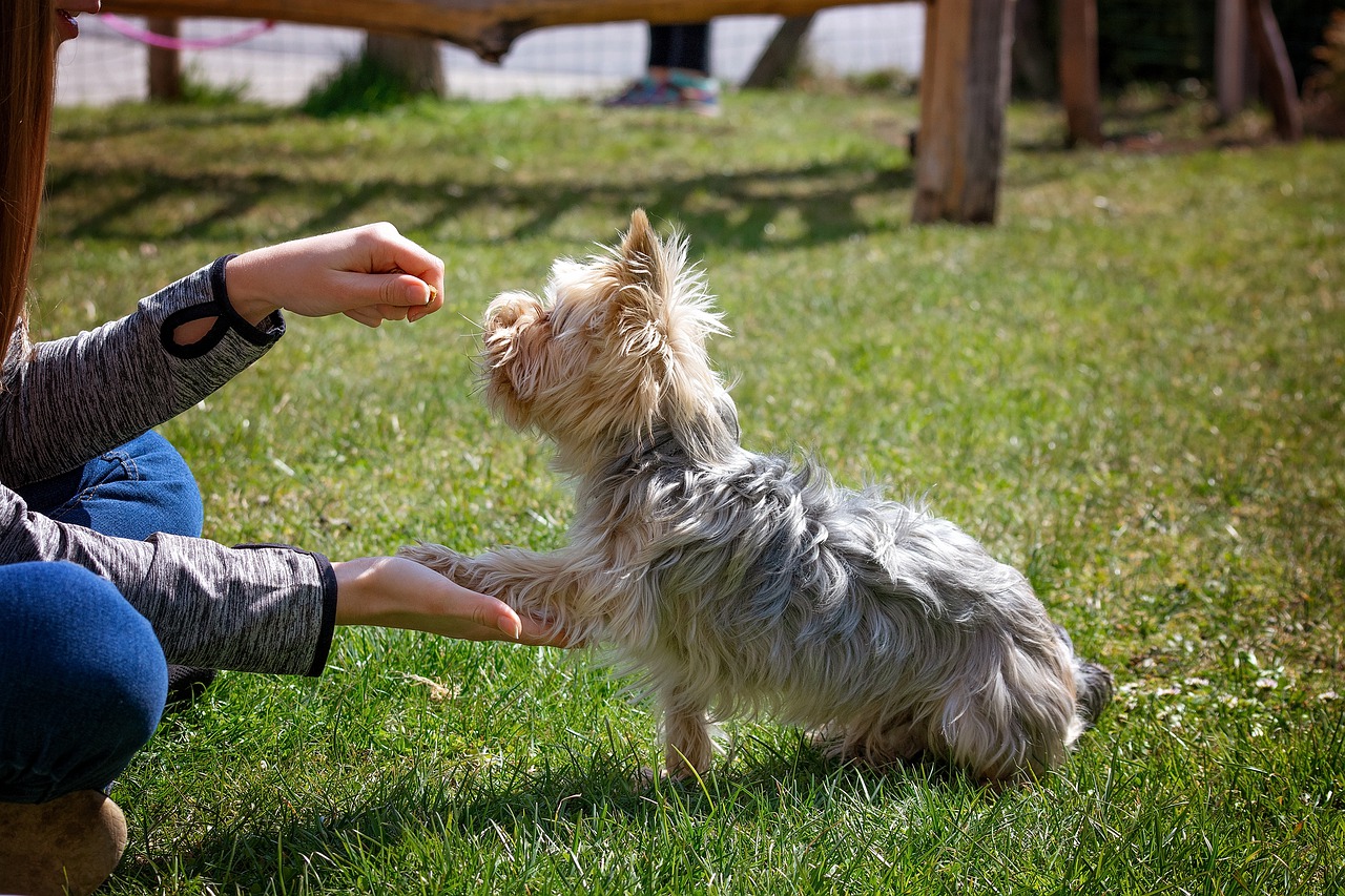 Curso de Adiestramiento Canino