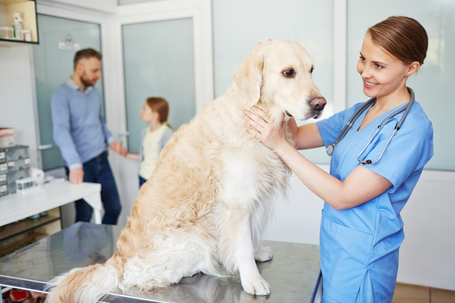 Curso Superior de Auxiliar de Veterinaria