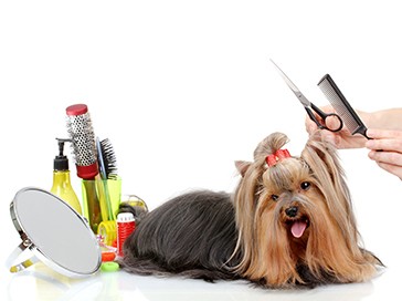 Curso de Especialista en Peluquería Canina